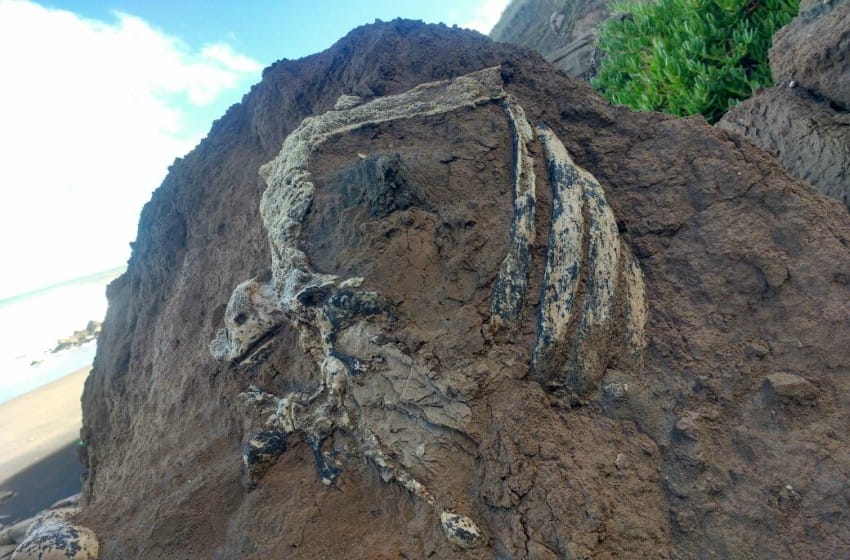 Hallaron restos de un perezoso terrestre gigante en Playa Serena