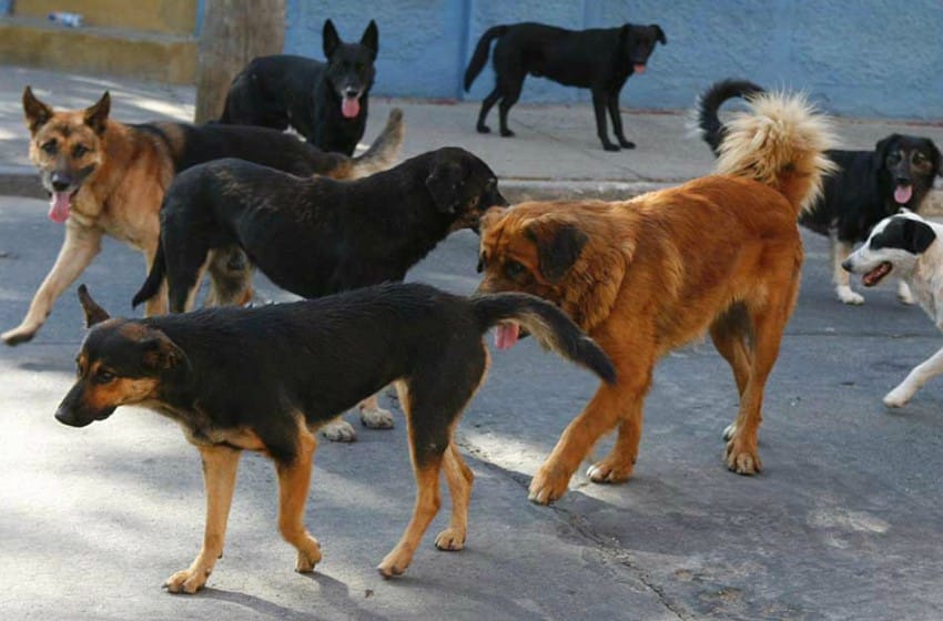 Lanzan un evento para juntar fondos para los perros de zoonosis