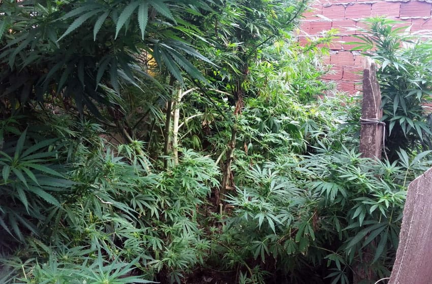 Desmantelaron un vivero de marihuana en el barrio El Hipódromo