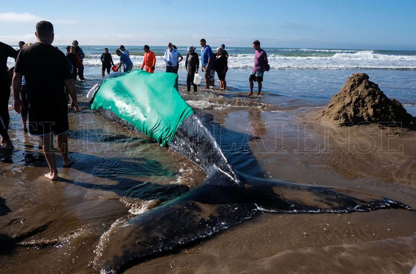 Vecinos se autoconvocaron para rescatar a la ballena encallada