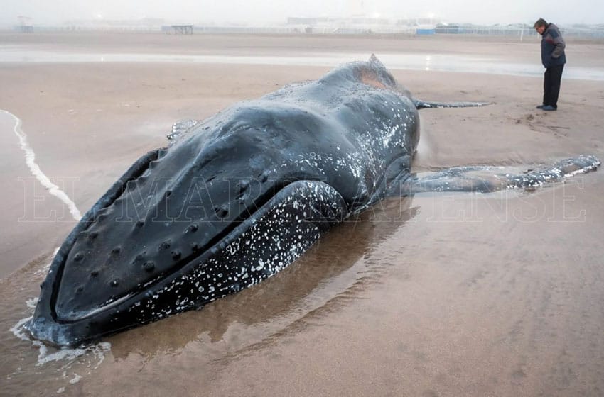 Murió la ballena encallada en Punta Mogotes