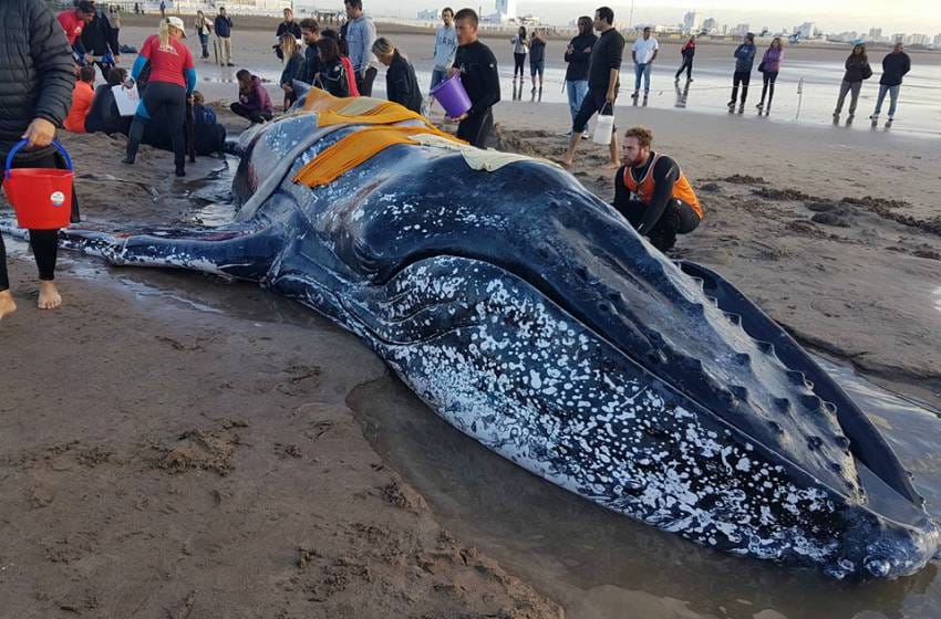 El proceso de descomposición de la ballena llevaría tres meses
