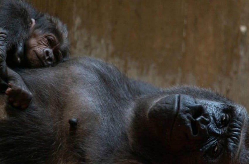 El emotivo parto de una gorila en el zoo de Washington
