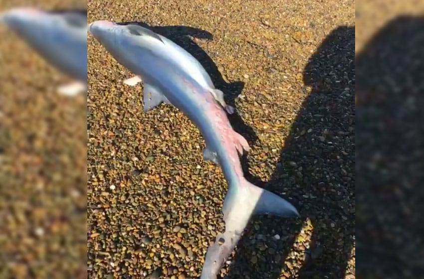 Encontraron un tiburón muerto en las playas de Necochea