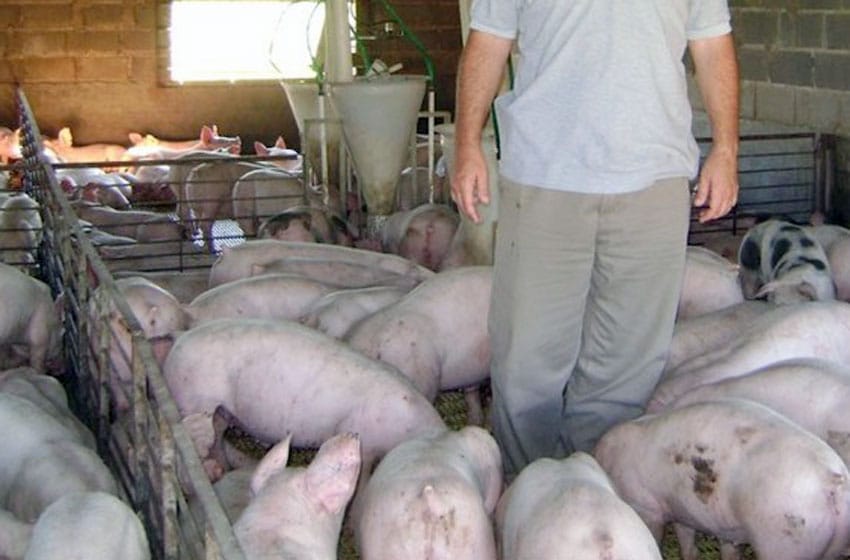 Productores porcinos: "La crisis nos está favoreciendo"