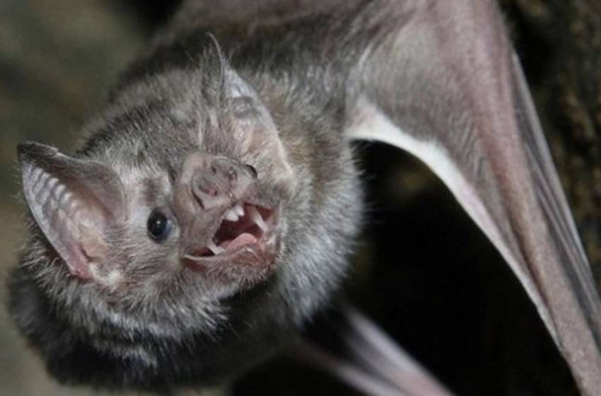 Tandil: alarma por un caso positivo de rabia en un murciélago