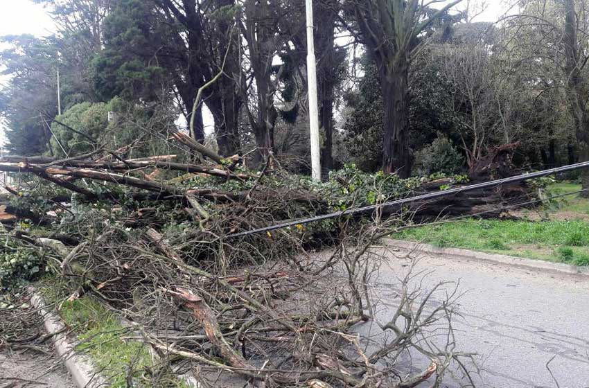 El fuerte viento dejó ocho arboles caídos y dos barrios sin luz
