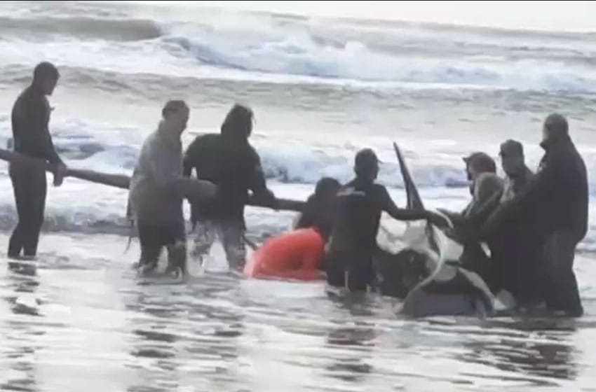 Rescataron una orca que había varado en Punta Mogotes
