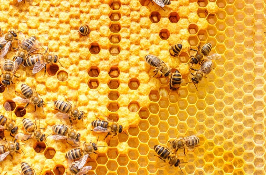 Baja la producción de alimentos por el uso de agrotóxicos en abejas