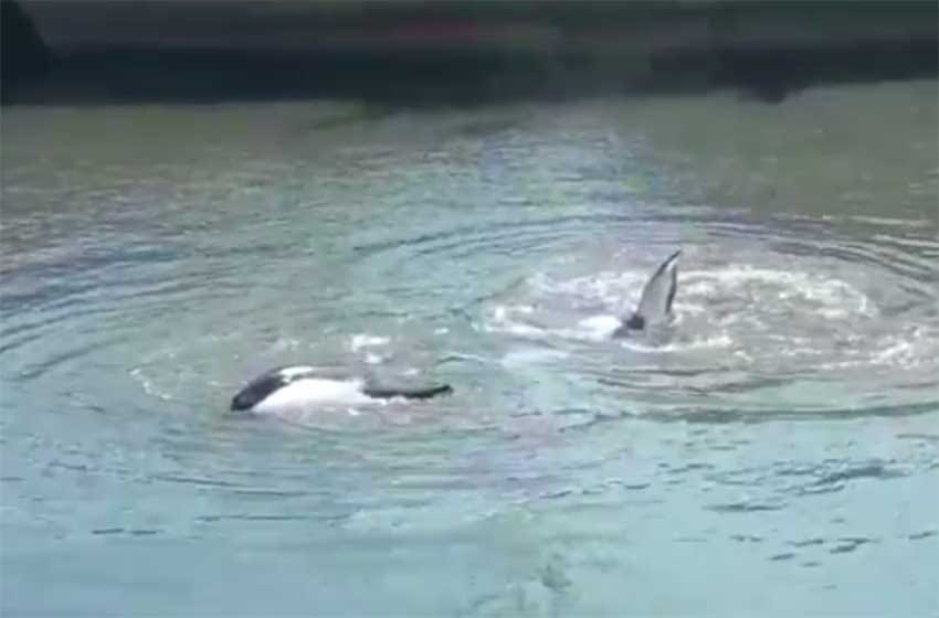 Rescataron otra orca, esta vez en el Puerto de Mar del Plata