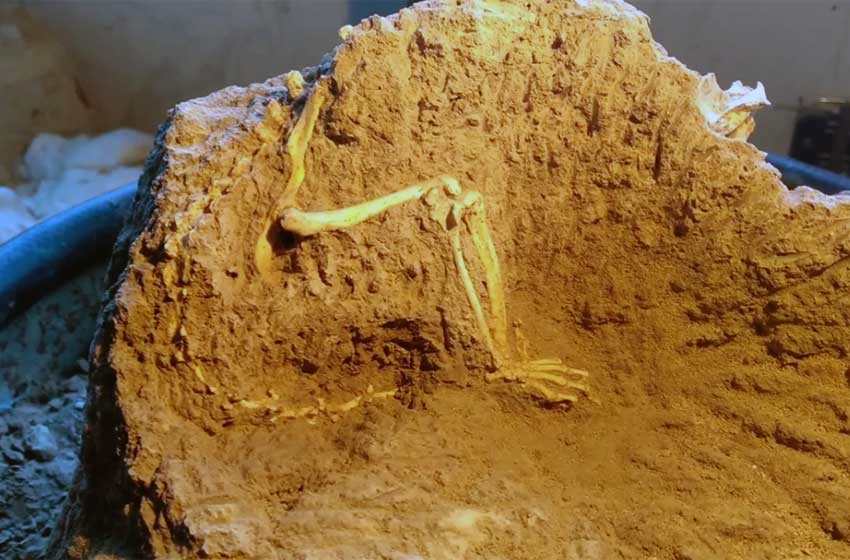 Hallaron una comadreja prehistórica de 3.3 millones de años