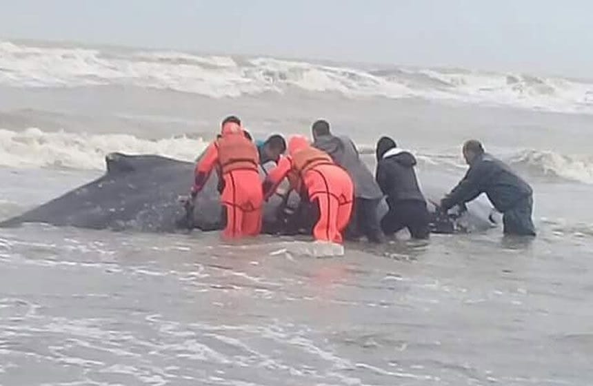 Rescataron a una ballena que encalló en San Clemente del Tuyú
