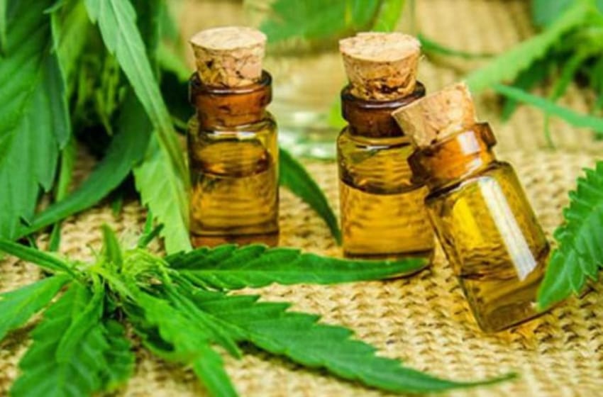 Cannabis medicinal: científicos marplatenses buscan obtener extractos "bien puros"