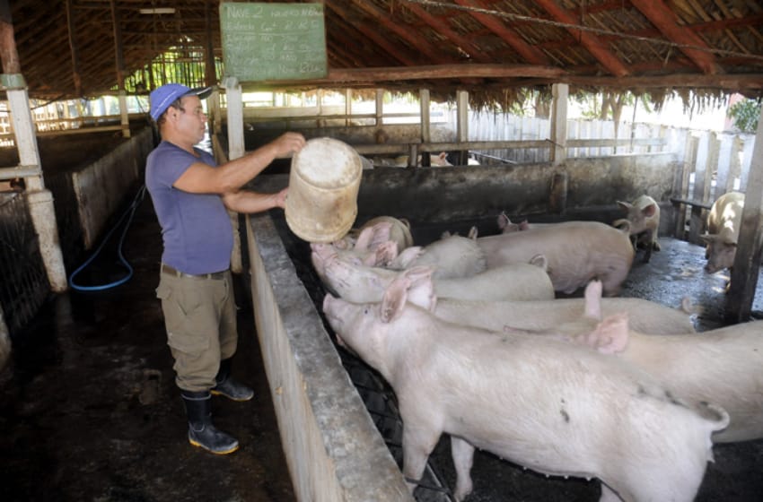 Producción porcina: "Hay una pequeña luz de esperanza para el sector"