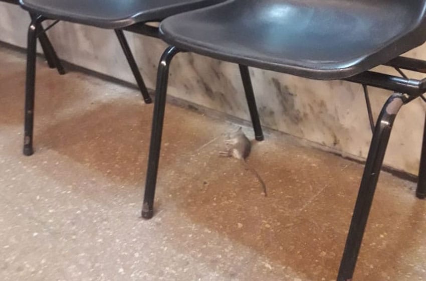 Denuncian una "invasión" de ratas en el Palacio de Tribunales