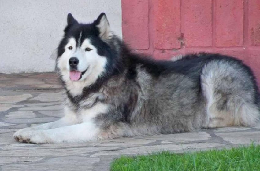 Una familia marplatense encontró a su perro luego de 6 años