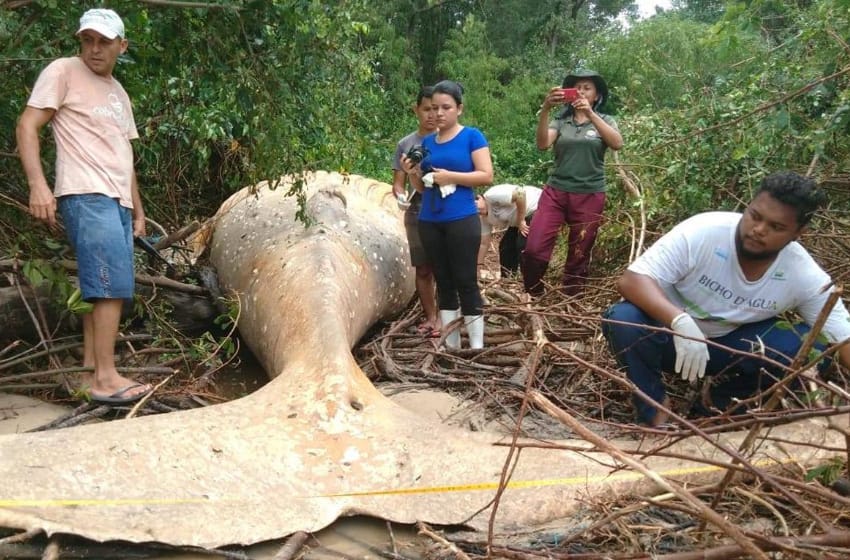 Gran misterio por el hallazgo de una ballena muerta en el Amazonas