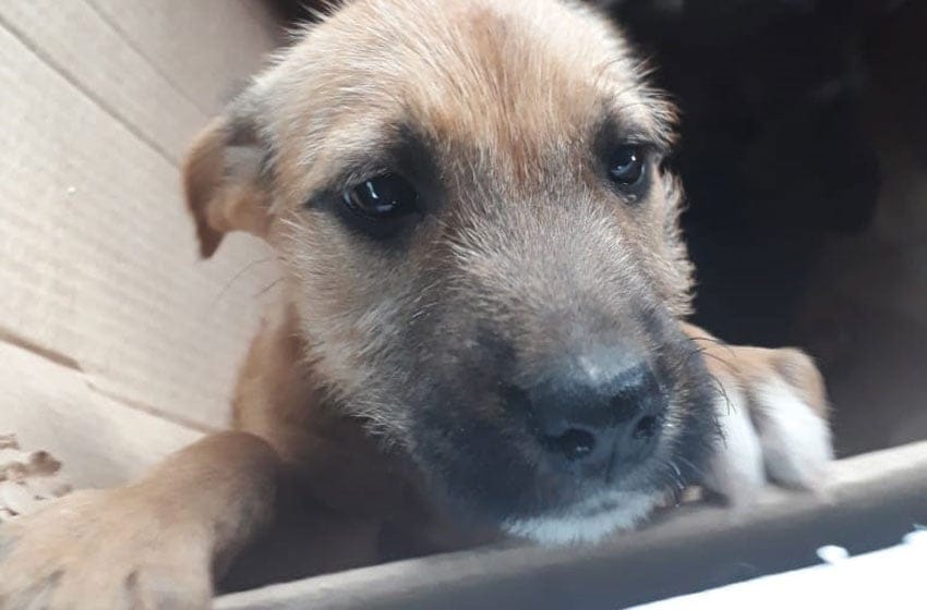Pareja marplatense organiza una jornada de adopción de perros