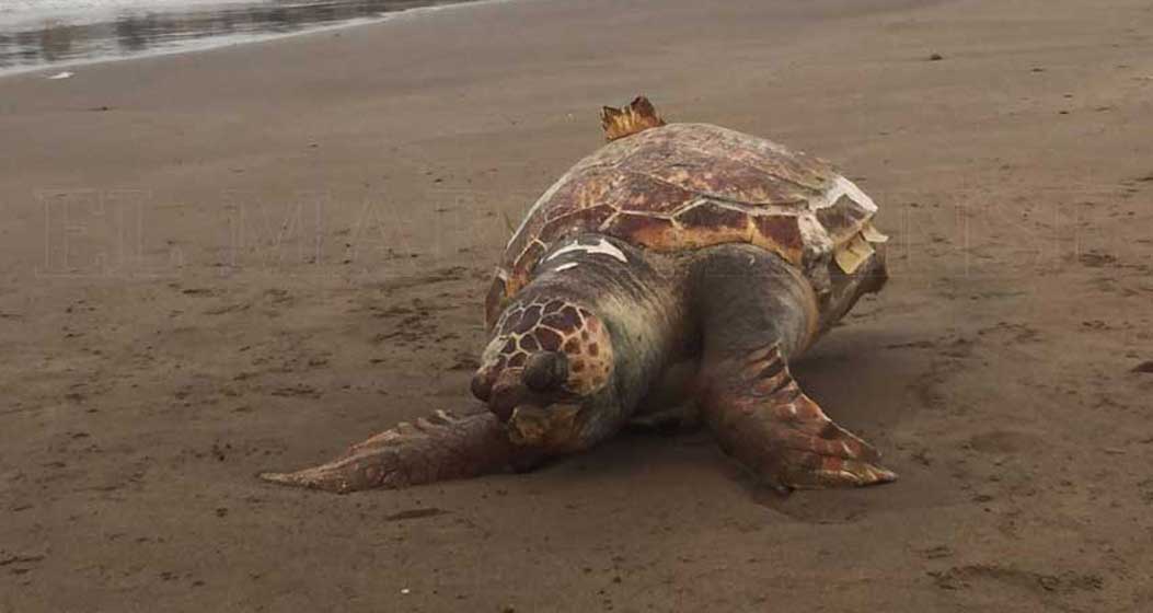 Sorpresivo hallazgo de una tortuga marina en una playa de la ciudad