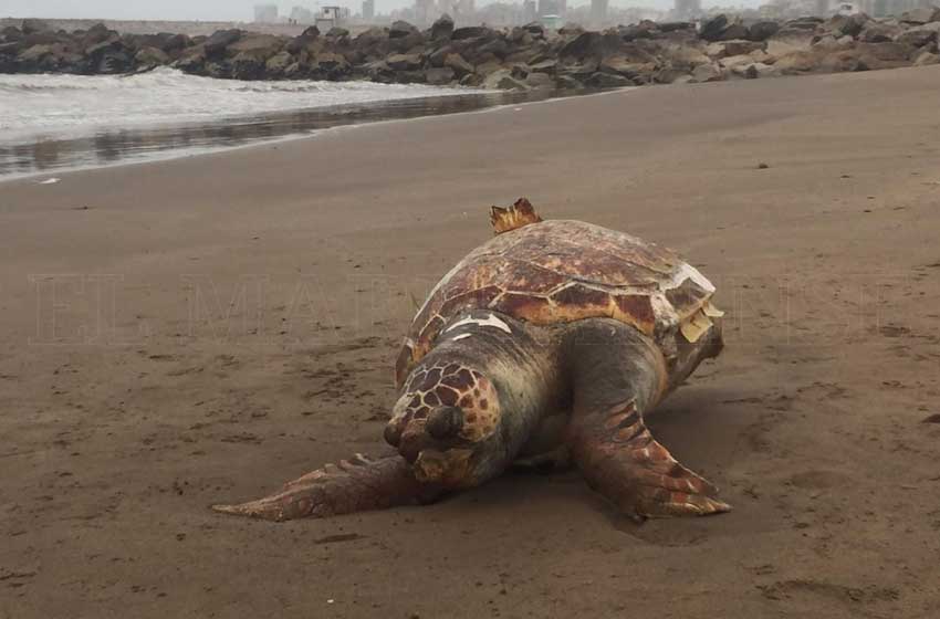 Monitorearán el varamiento de las tortugas marinas en las costas bonaerenses 