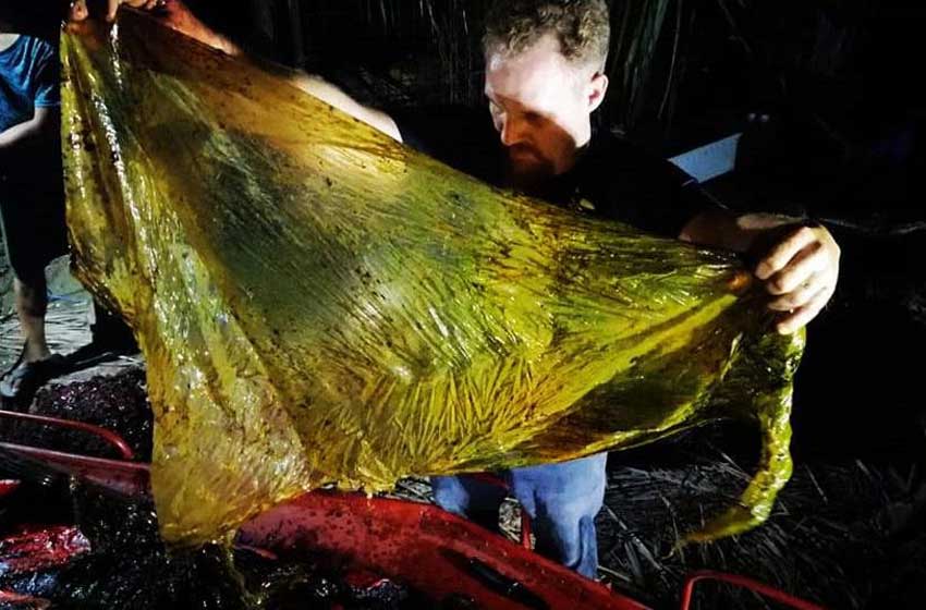 Hallan muerta a una ballena con 40 kilos de plástico en el estómago