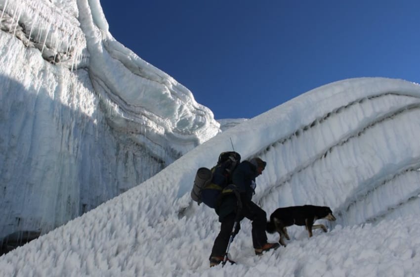 Mera, la perra callejera que conquistó el Himalaya