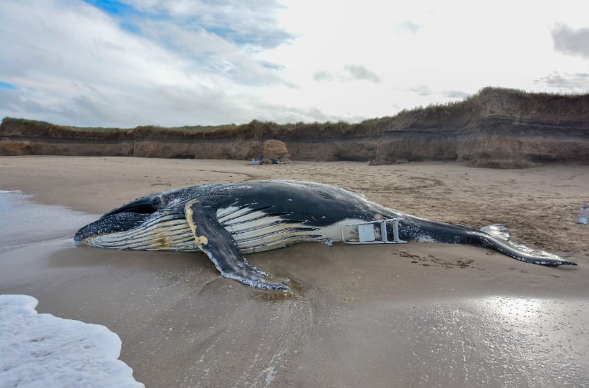 Encontraron una ballena muerta en La Caleta e investigan las causas