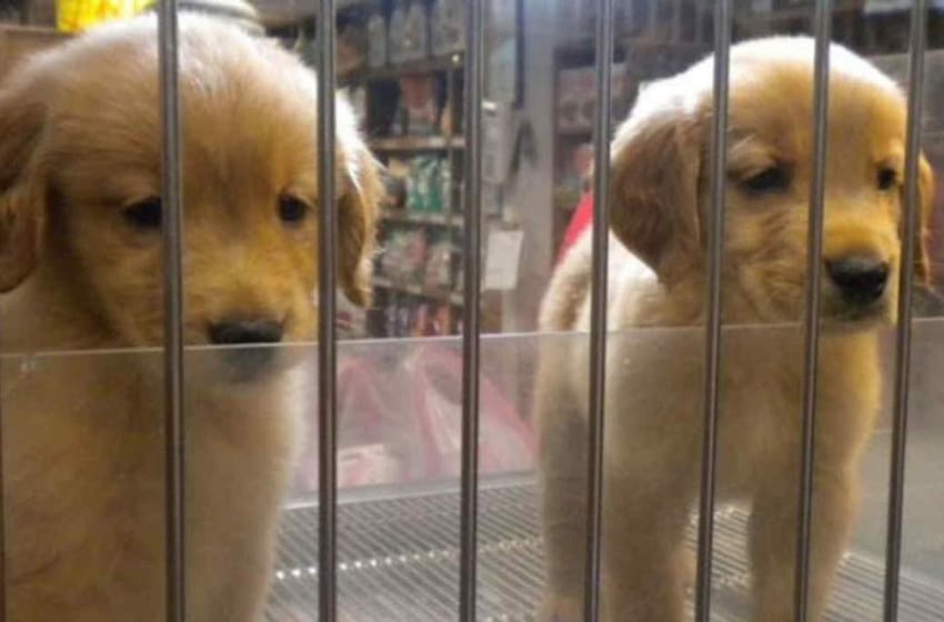 Prohíben la exhibición de animales en vidrieras de veterinarias
