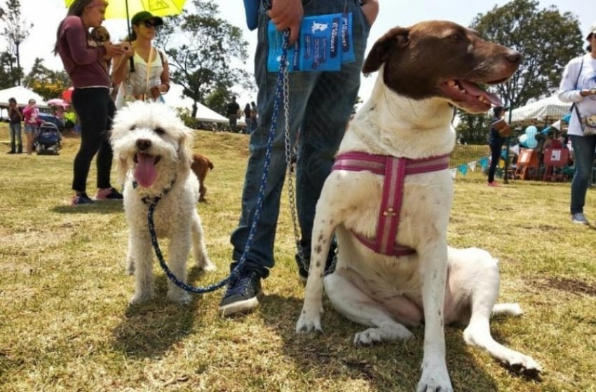 Zoonosis: sigue la campaña de vacunación antirrábica de mascotas