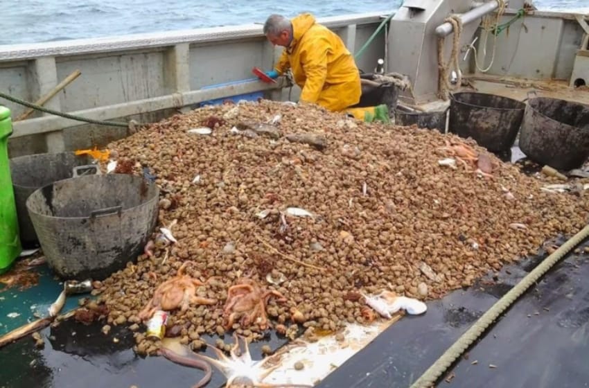 Descarte de toneladas de pescado: una realidad que nadie modifica