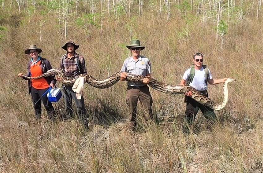 Impresionante: encontraron una pitón de 5,18 metros en Florida