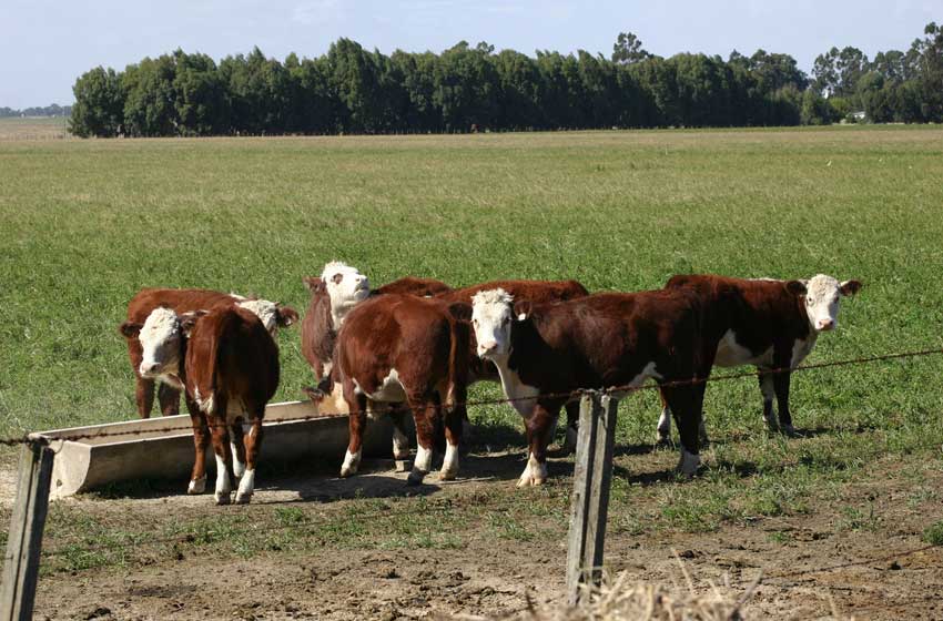En 2020 habría más aumentos en los cortes de carne por falta de ganado