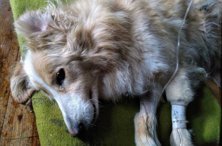 Denuncian una ola de perros envenenados en Sierra de los Padres