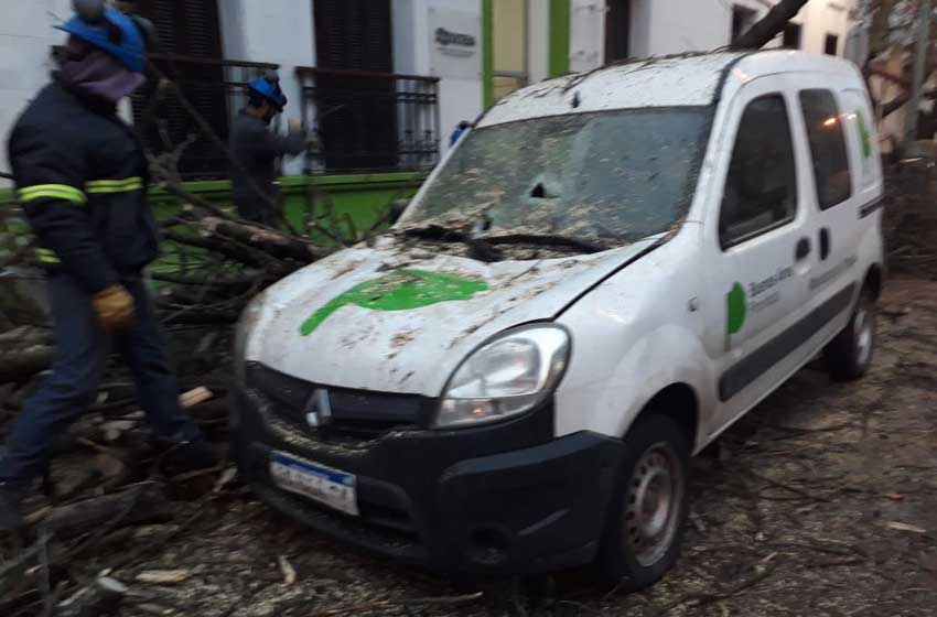 Cayó un árbol y aplastó una camioneta del Ministerio de Trabajo bonaerense
