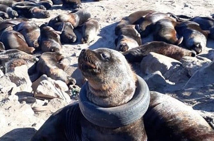 Neumático en el cuello de un lobo marino: “La basura siempre llega a las playas”
