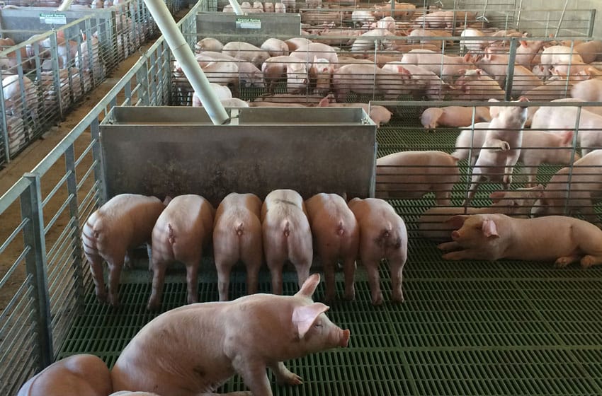 Sector porcino: las inversiones chinas "multiplicarían por ocho la producción del país"