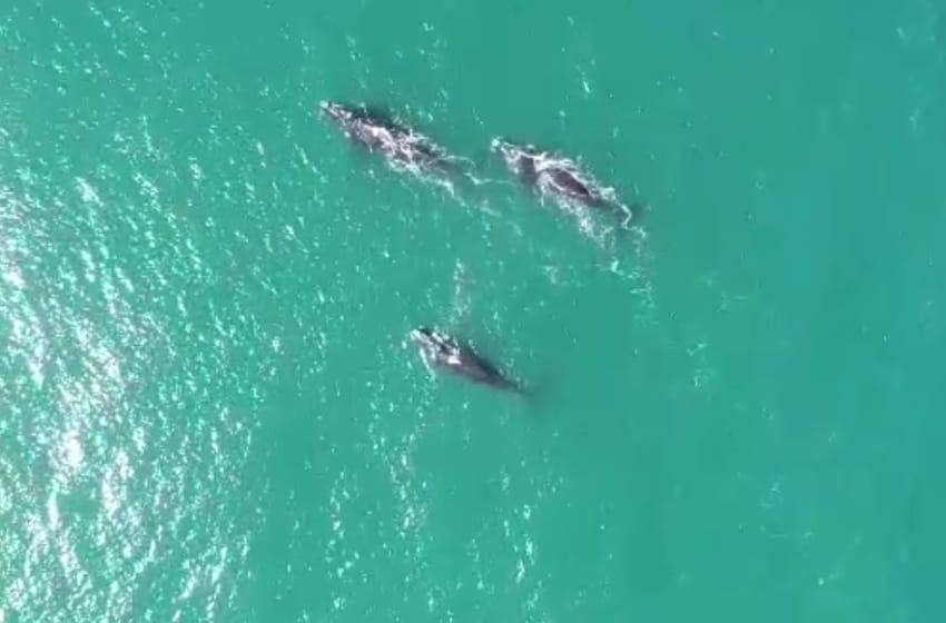 Las ballenas sorprendieron con una nueva visita a Mar del Plata