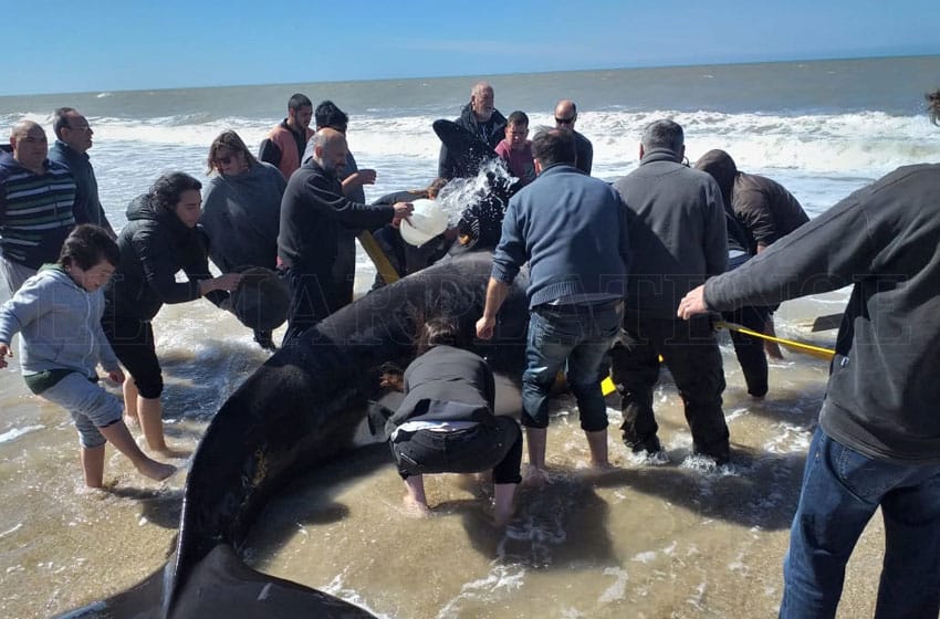 Terminó el rescate de las orcas encalladas: devolvieron seis al mar y otra murió