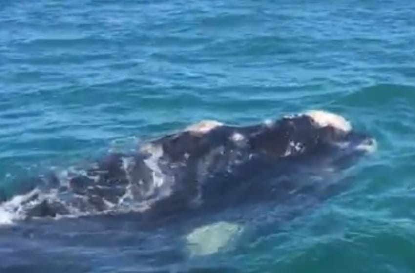 Increíble avistaje de una ballena en la costa marplatense