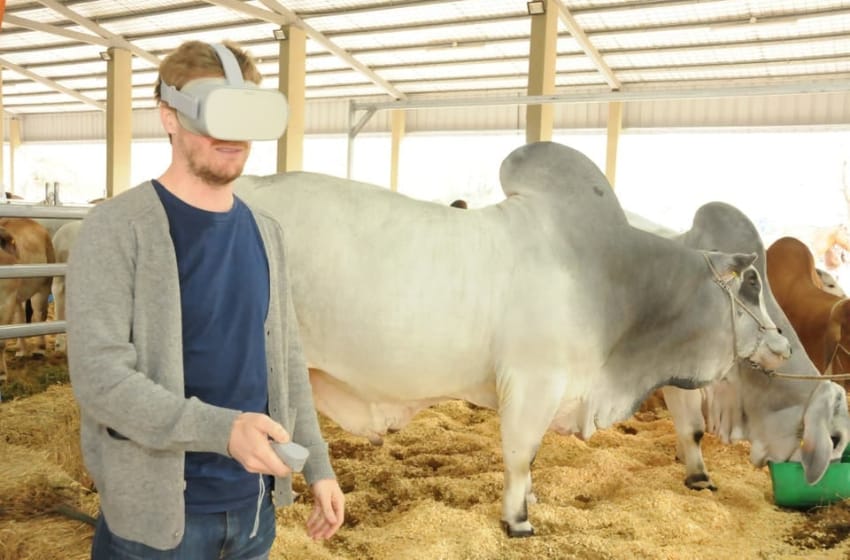 Made in Mar del Plata: crean un sistema de realidad virtual para rematar ganado
