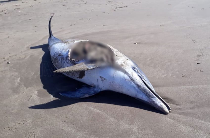 Un delfín apareció muerto en una playa marplatense