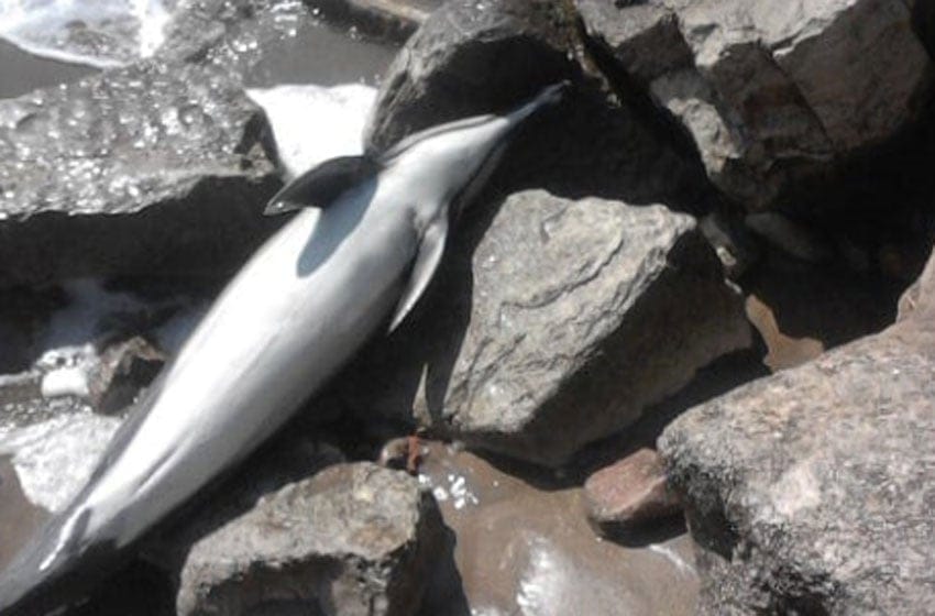Apareció otro delfín muerto en Playa Serena