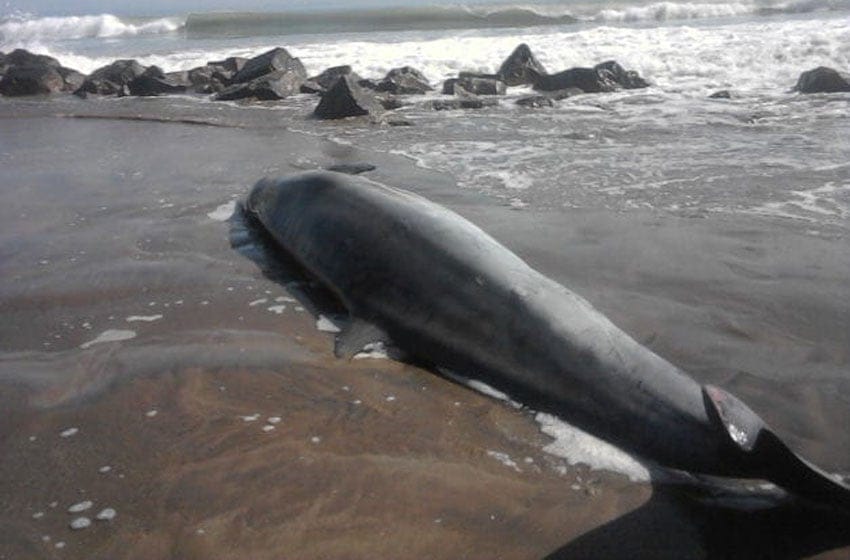 Apareció un delfín en la orilla de Playa Serena