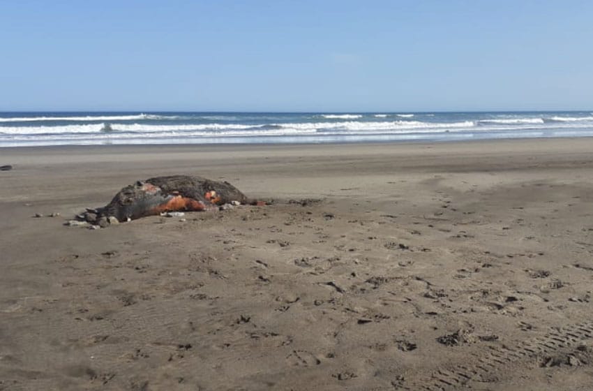 Incertidumbre por la aparición de animales marinos muertos en Mar Chiquita