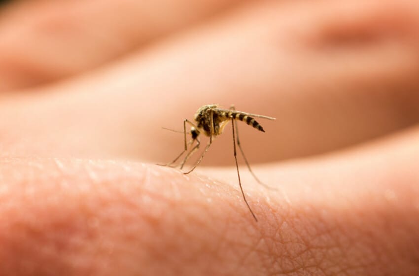El dengue no da tregua en la Provincia: Son casi 2 mil los casos confirmados