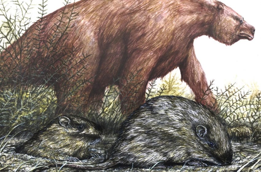 Miramar: hallaron una rata espinosa fósil de más de 400 mil años de antigüedad