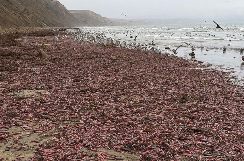 Miles de "Peces Pene" aparecieron en una playa de California