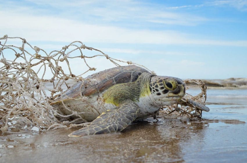 Más de 350 animales llegan a las costas argentinas con plásticos en su organismo