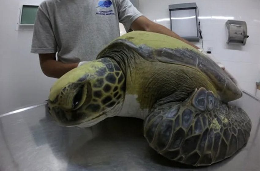 Una tortuga defecó 13 gramos de basura