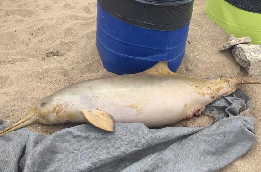 Encontraron un delfín muerto en las playas de La Perla